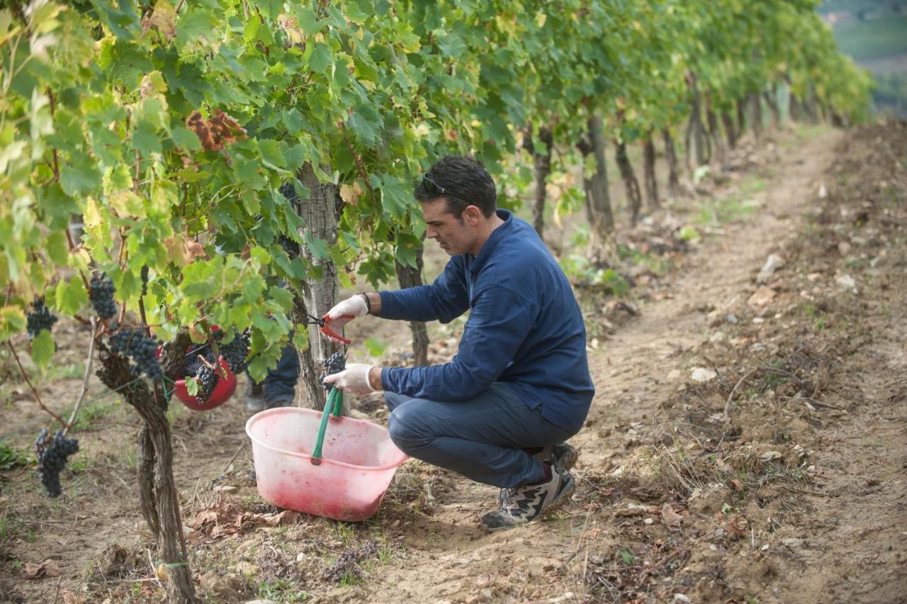 La Valletta Boutique Wine Estate Panzano in Chianti Dış mekan fotoğraf