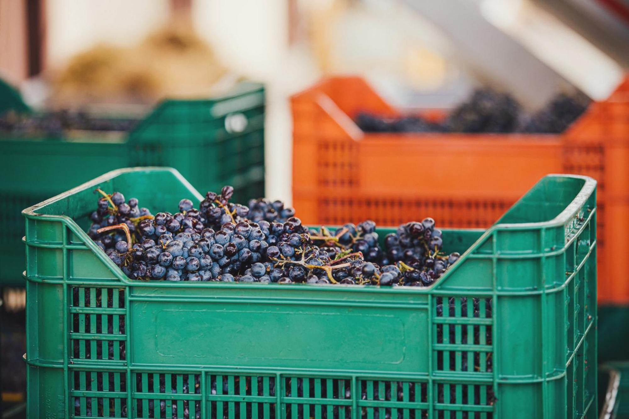La Valletta Boutique Wine Estate Panzano in Chianti Dış mekan fotoğraf